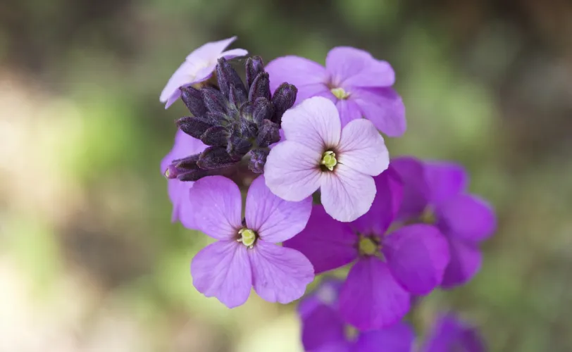 Ονειροκρίτης βιολέτα