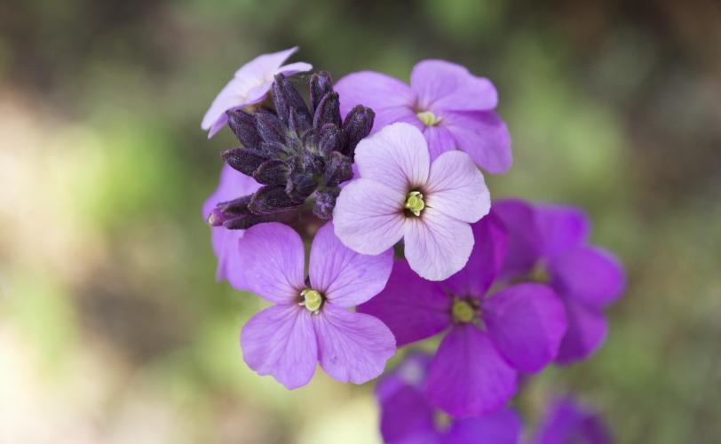 Ονειροκρίτης βιολέτα