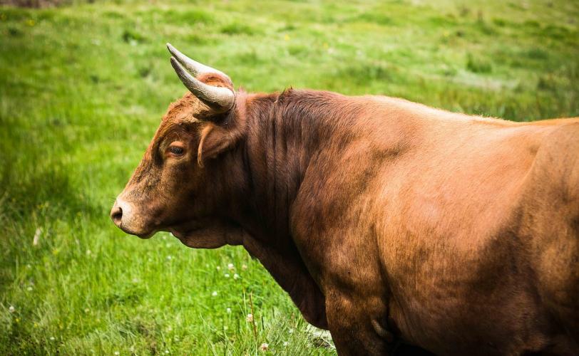 Ονειροκρίτης βόδι