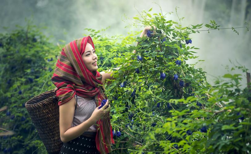 Ονειροκρίτης βότανα