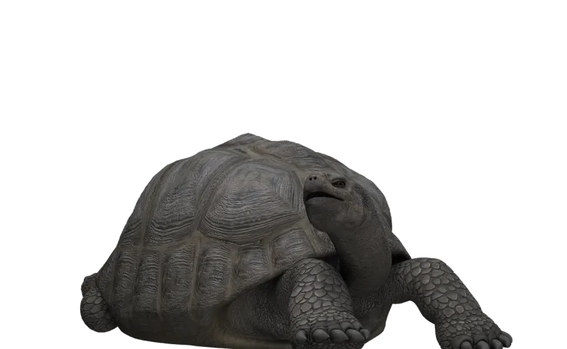 Ονειροκρίτης χελώνα