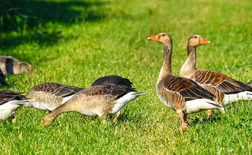 Ονειροκρίτης χήνα