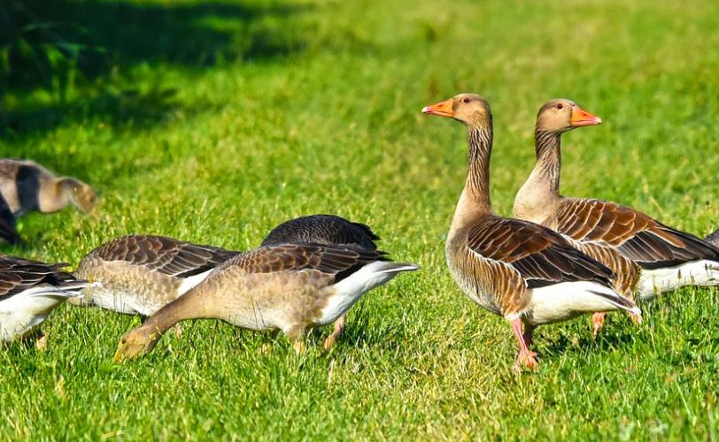 Ονειροκρίτης χήνα