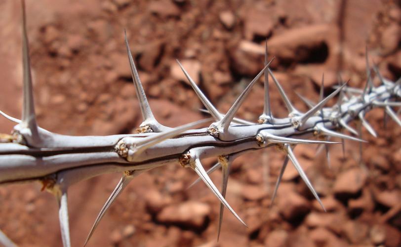 Ονειροκρίτης αγκάθι